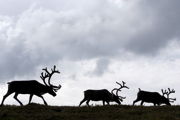 Reindeer gather at a camping ground, some 200 km (124 miles) northeast of Naryan-Mar, the administrative centre of Nenets Autonomous Area, far northern Russia, August 2, 2015..