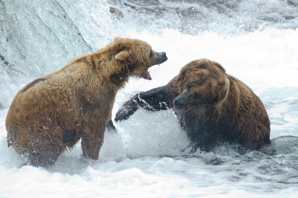 The Internet Is Obsessed With a Video Feed of Bears Eating Salmon - The ...