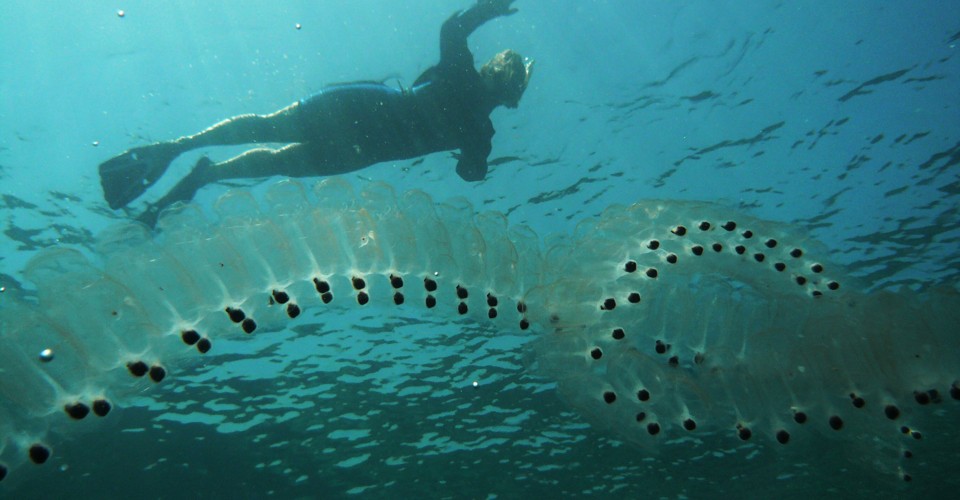 Mysterious Ocean Blobs Aren’t So Mysterious - The Atlantic