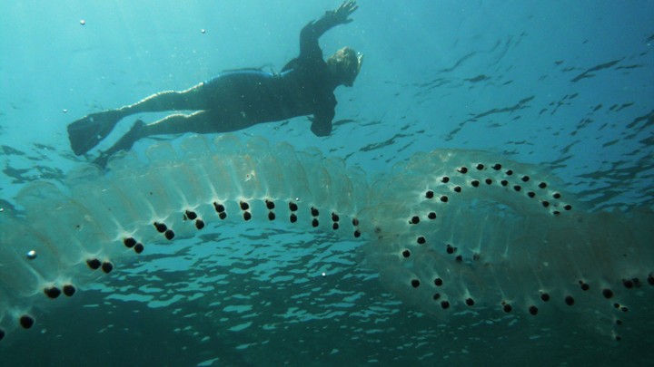 A diver swims past a chain of salps.