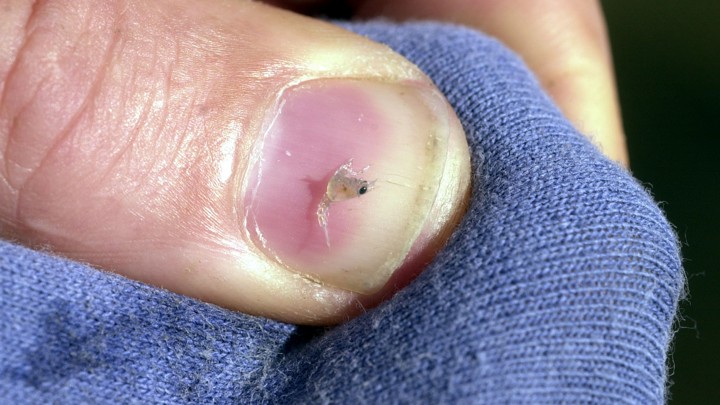 A lobster larva on a human thumbnail