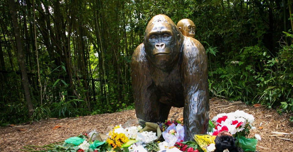 How Harambe Became the Perfect Meme - The Atlantic