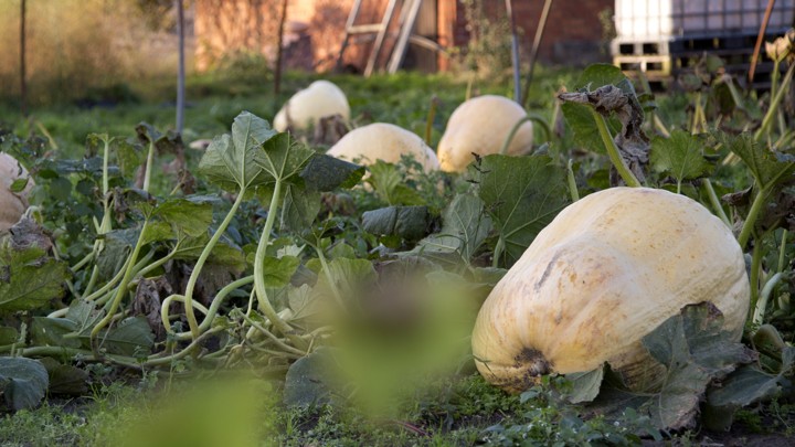 A patch full of giant pumpkins