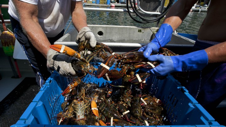 Four gloved hands pull lobsters from a bin.