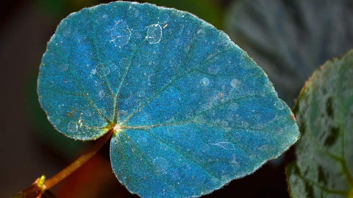 why do these plants have metallic blue leaves the atlantic