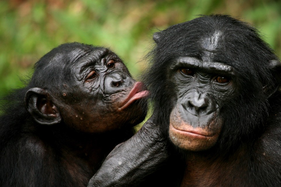 chimpanzee vs bonobo