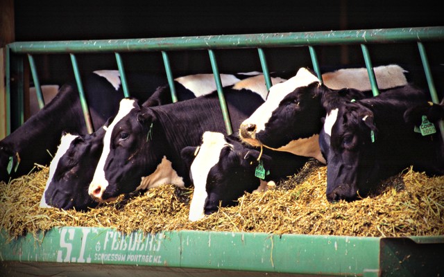 Holstein dairy cows