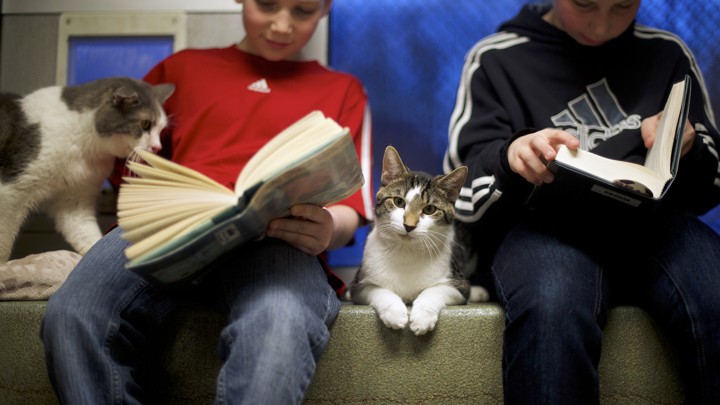 Two elementary-school aged boys read chapter books next to cats.
