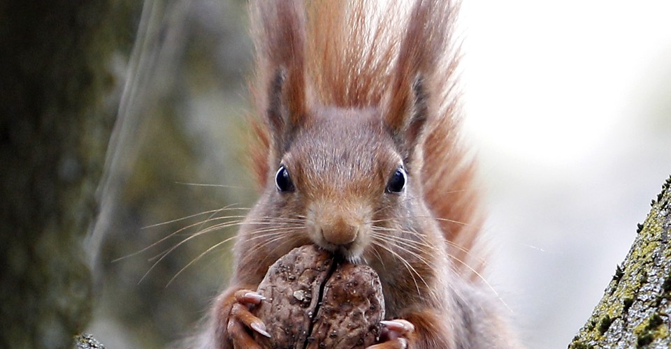Surprise! British Red Squirrels Carry Leprosy - The Atlantic rugby play diagram 