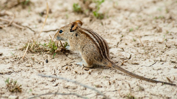 How The Mouse Got Its Stripes Atlantic How The Mouse Got Its Stripes