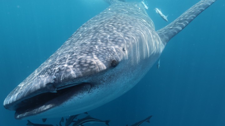 counting whale sharks with
