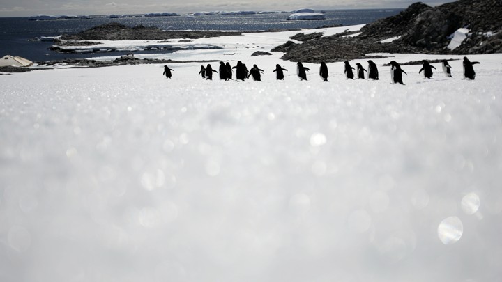 Adelie penguins walk along ice at Cape Denison, Commonwealth Bay, East Antarctica.