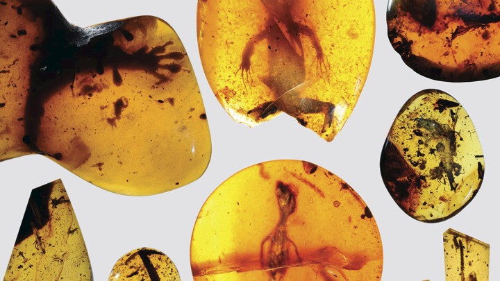 dinosaur tail with feathers in amber