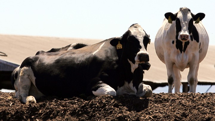 the health battle behind a2 milk the atlantic