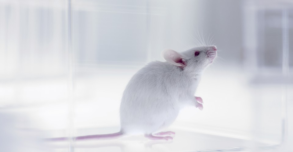 How Reliable Are Cancer Studies? - The Atlantic