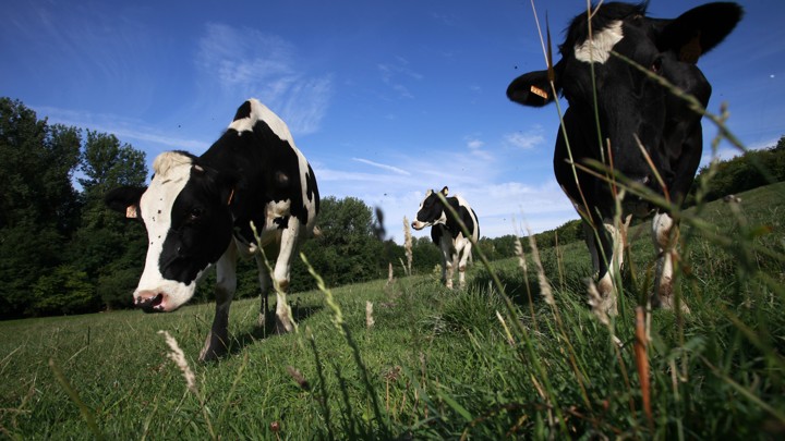 Holstein dairy cows grazing