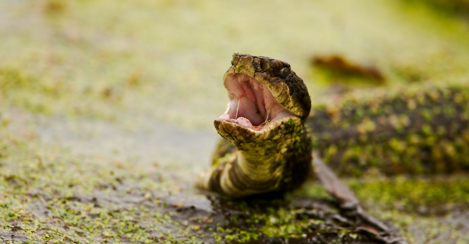 Cottonmouth Snakes Attack When They're Stressed Out in Life The Atlantic