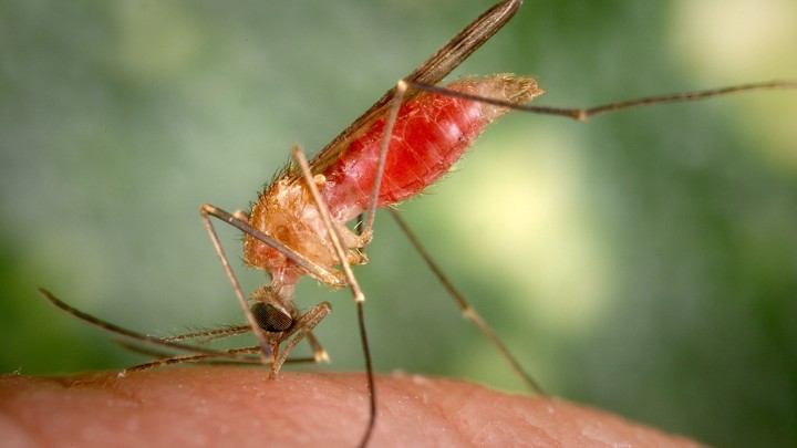 Female mosquito landed on human skin