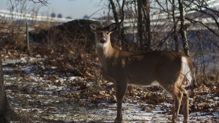 A white-tailed deer stands in front of the George Washington Bridge at Fort Lee, New Jersey.