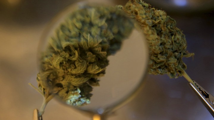 Marijuana plants are examined under a magnifying glass.
