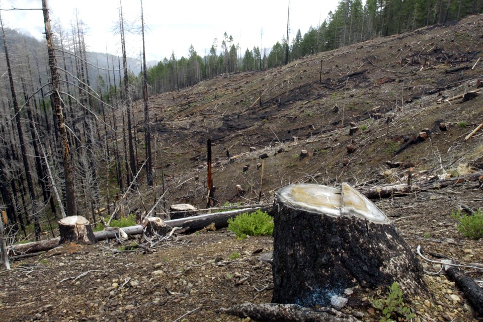 Salvage Logging Does Saving Scorched Trees Hurt the Environment? The Atlantic