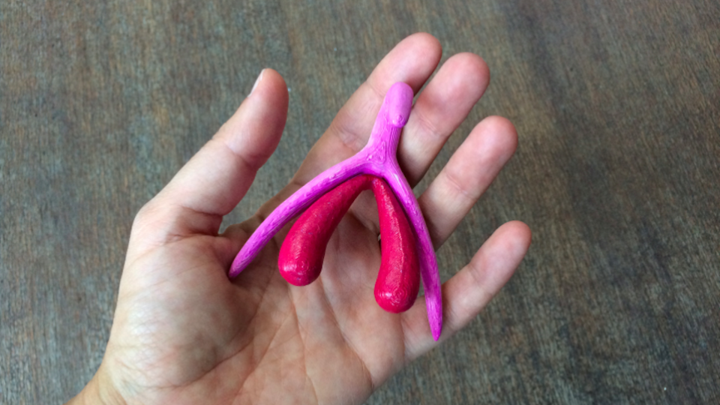 Toddler Porn 3d Model - The Still-Misunderstood Shape of the Clitoris - The Atlantic