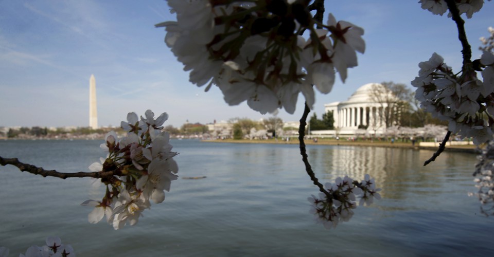 The Atlantic Politics & Policy Daily Cherry Blossoms and Cherry