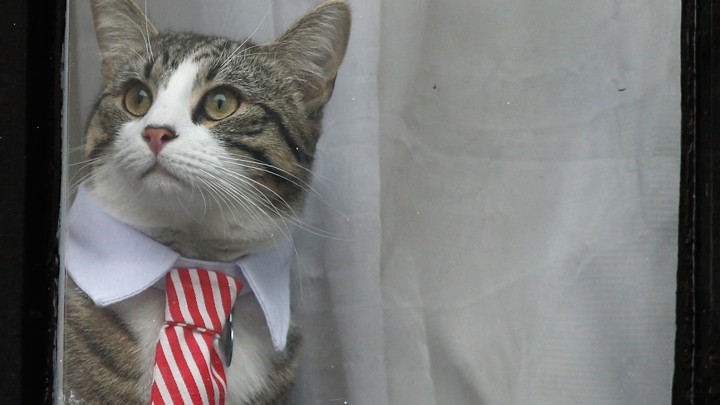 Julian Assange's cat sits at the window of Ecuador's embassy.
