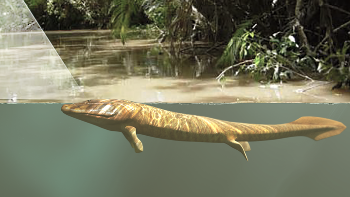 Tiktaalik peers out of the water