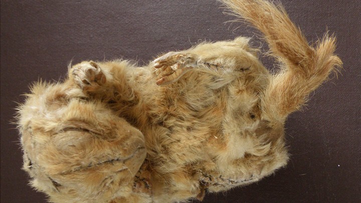 A 30,00-year-old mummified squirrel carcass