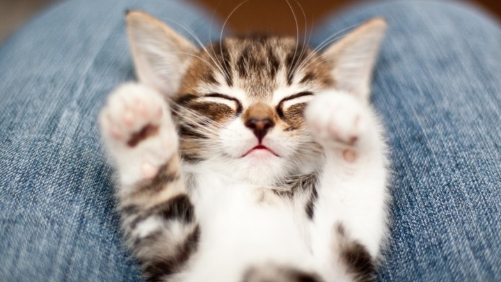 A kitten lays on a person’s lap.