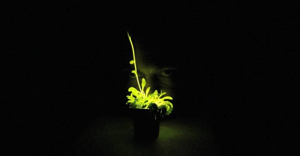 Whatever Happened to the Glowing Plant Kickstarter? - The Atlantic