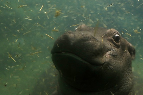 Hippos Can’t Swim—So How Do They Move Through Water? - The Atlantic