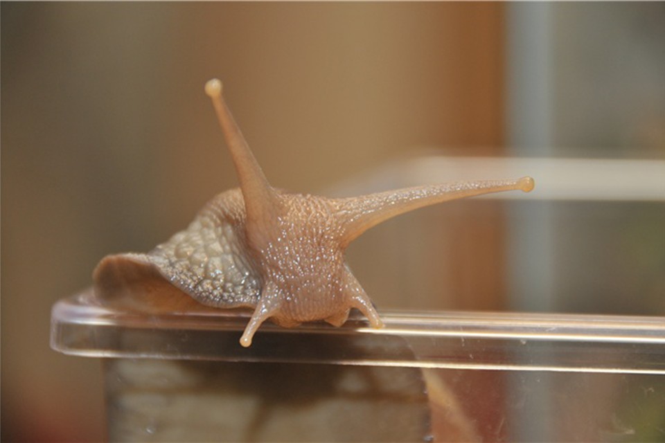 Brain Worms Rat Lungworm Disease Is Spreading The Atlantic