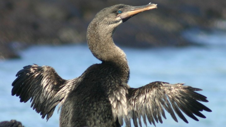 Blue Crested Diving Bird Crossword Clue - Memugaa