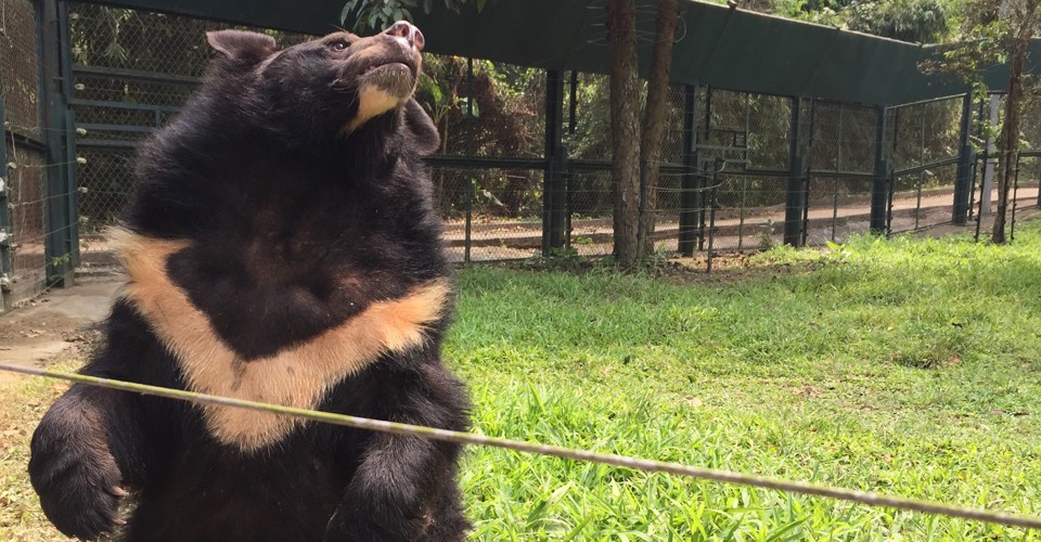 what happens to bears after they're rescued from bile