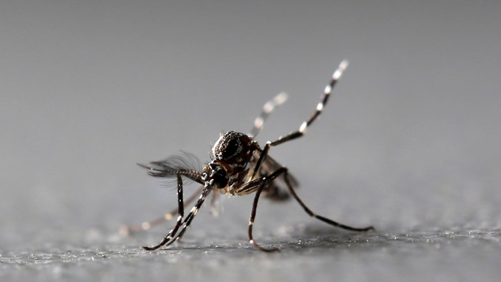 Genetically modified male Aedes aegypti mosquitoes.