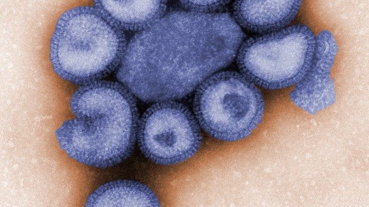 Particles of the influenza virus