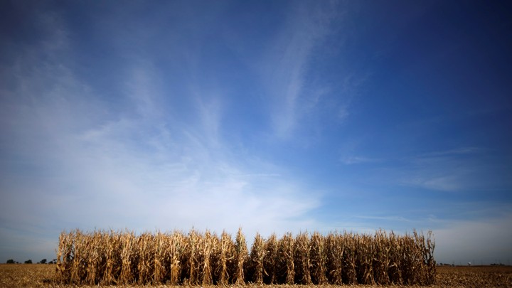 Rows of corn wait to be harvested in a field in Minooka, Illinois.