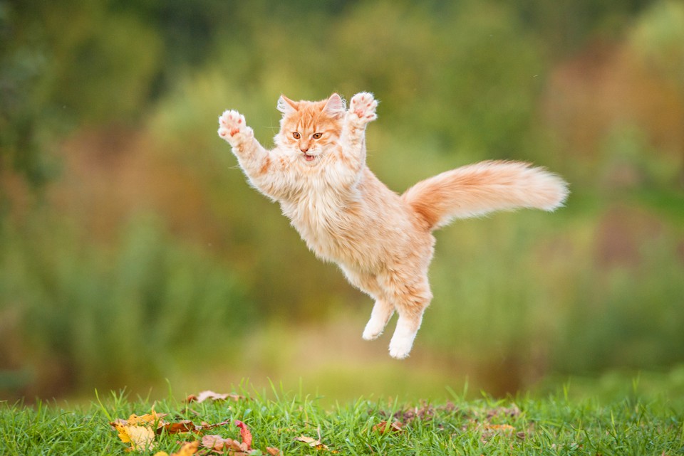 Cat jumps in air