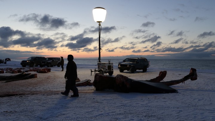 A man passes the giant bones of a bowhead whale in a field near Utqiaġvik, Alaska.