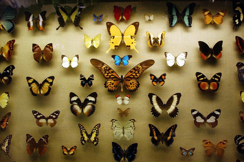 Butterflies are displayed in a case at a new exhibition at the American Museum of Natural History.