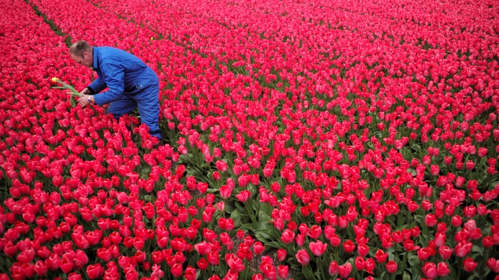 A man dressed in blue picks a red and yellow tulip from a field of red tulips.