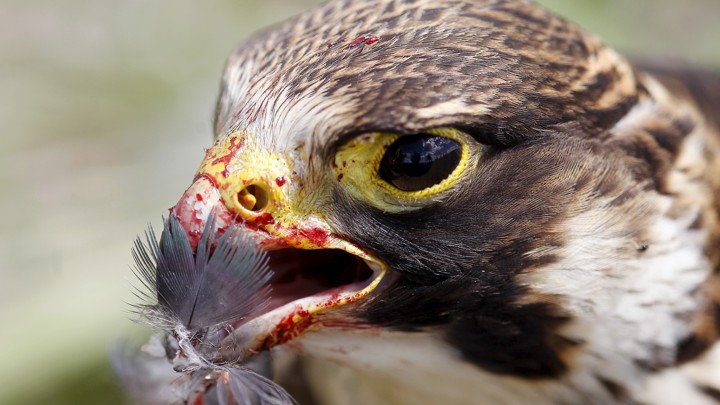 Thanks To Climate Change Peregrine Falcons Are Battling