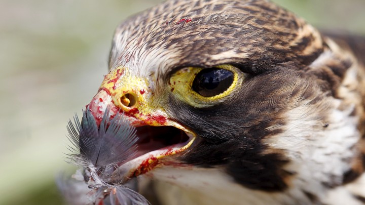 A peregrine falcon with a feather in its bloody beak at the Mariscal Sucre Airport in Quito