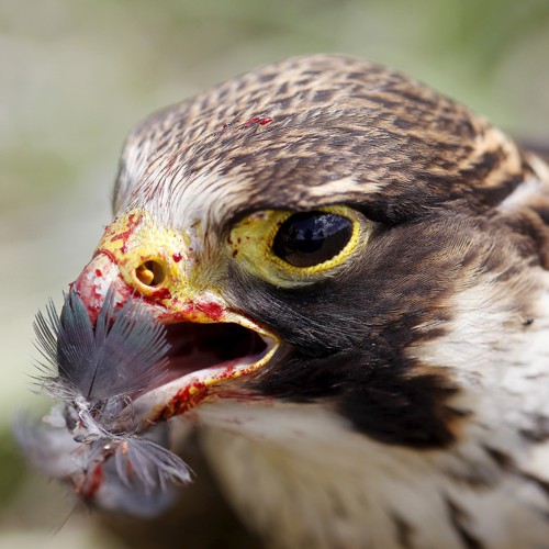 Thanks To Climate Change Peregrine Falcons Are Battling