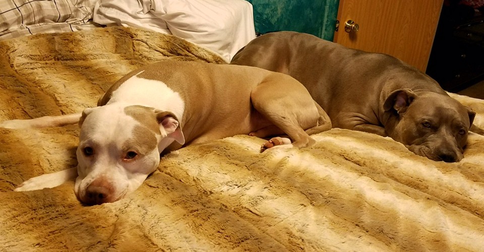 What Dog Shootings Reveal About American Policing The Atlantic