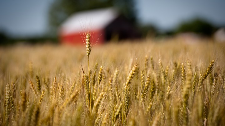 A field of wheat in front of a red building