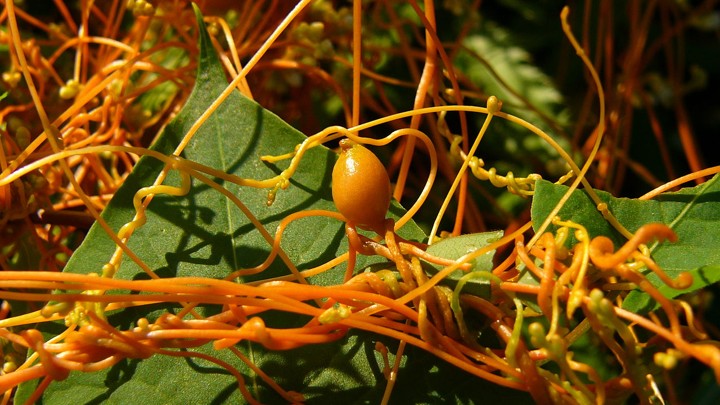 Dodder vines