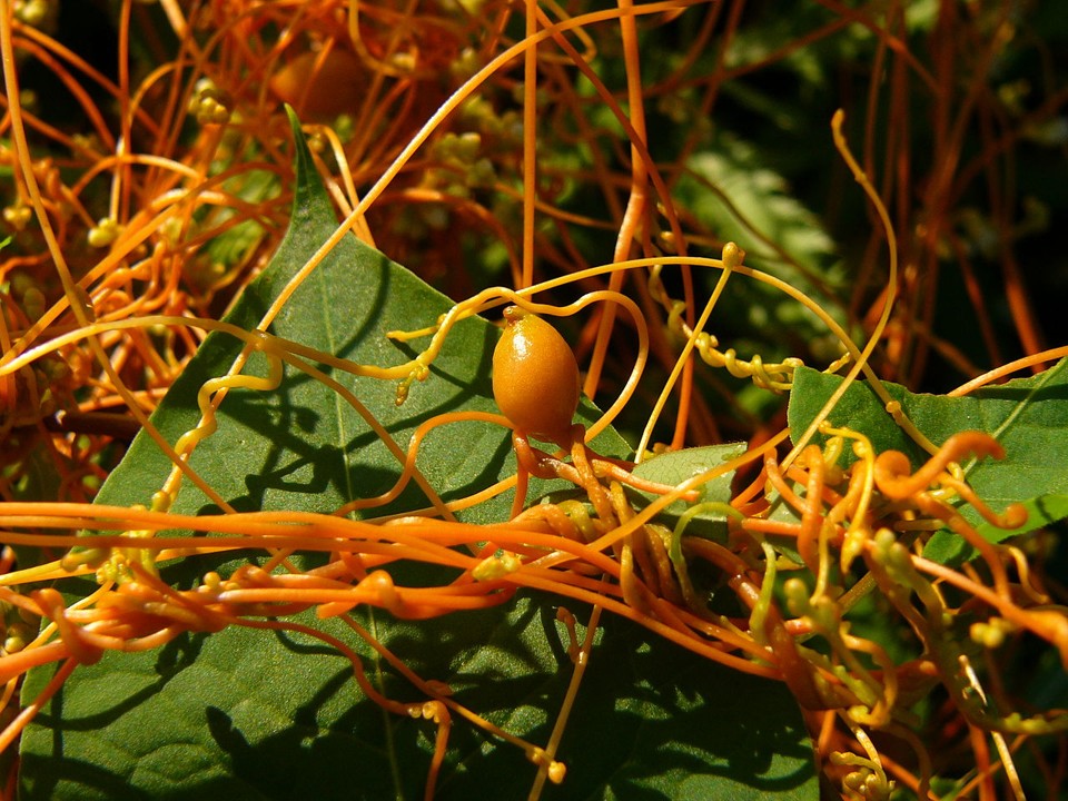 Dodder vines